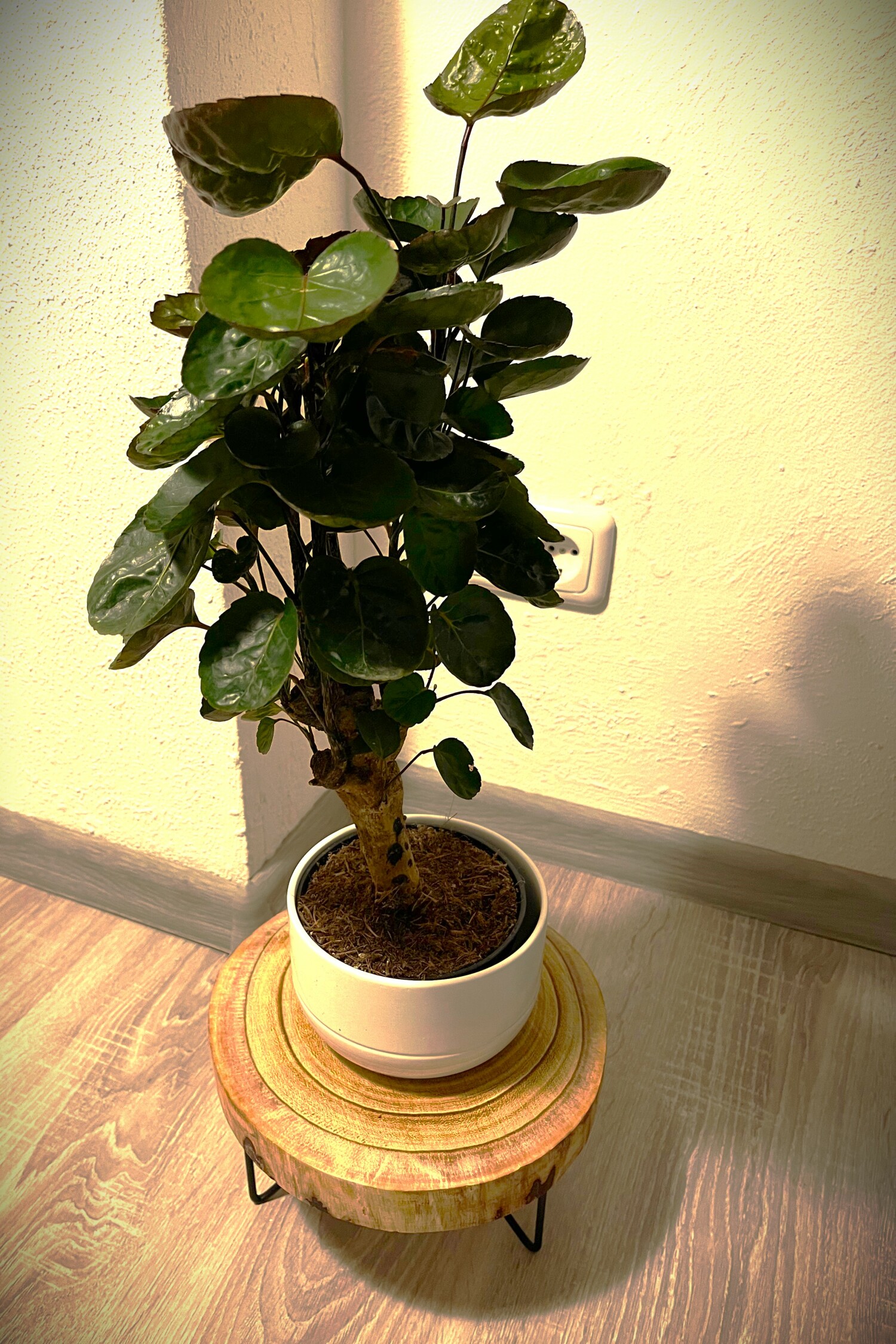 WhatsApp Image 2023-12-12 at 20.48.43.jpeg