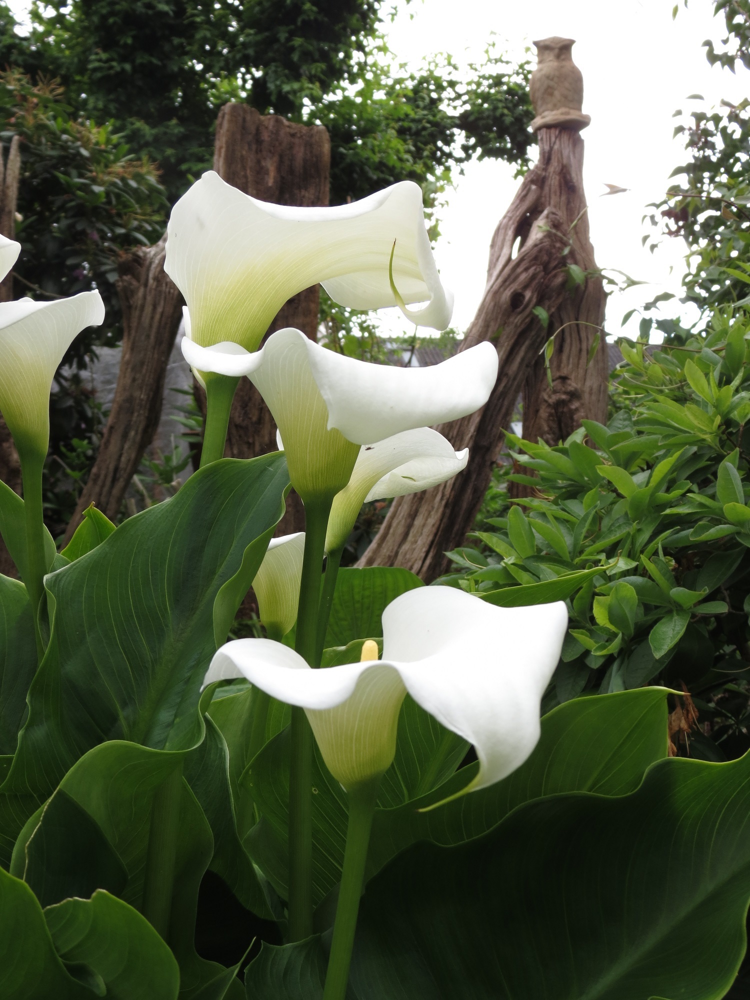 IMG_6084 - Kopie.JPG