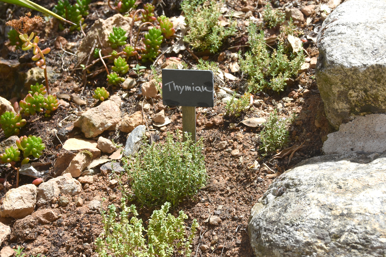 U_Thymian.jpg
