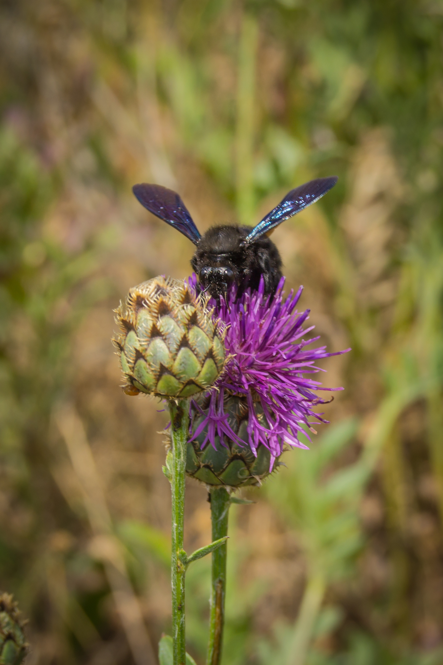 C.R "La Trufa Madre"