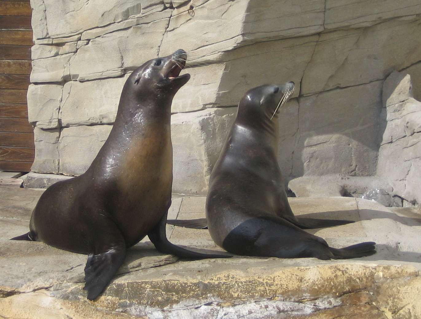 Jielbeaumadier_otarie_californie_1_naa_boulogne_2008 (1).jpeg