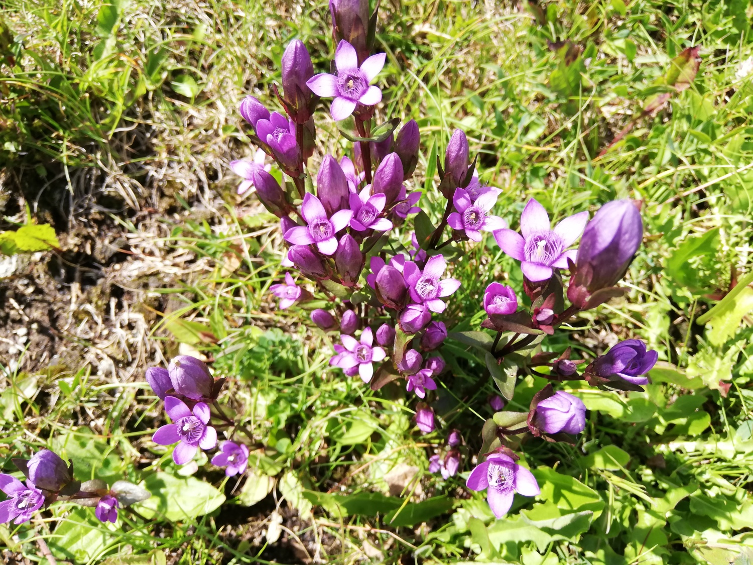 Fiori di Montagna.jpg