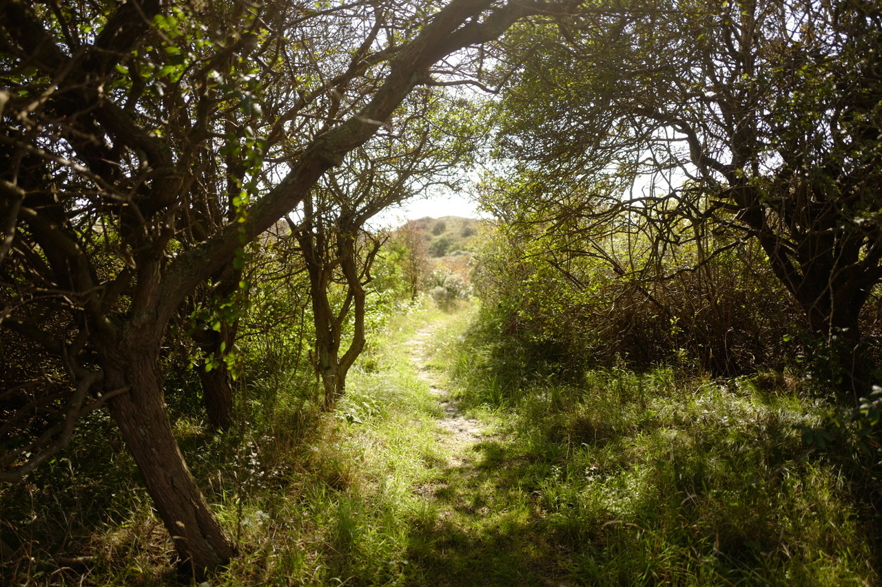 waetermeschien-duinpad strand Dishoek.jpeg