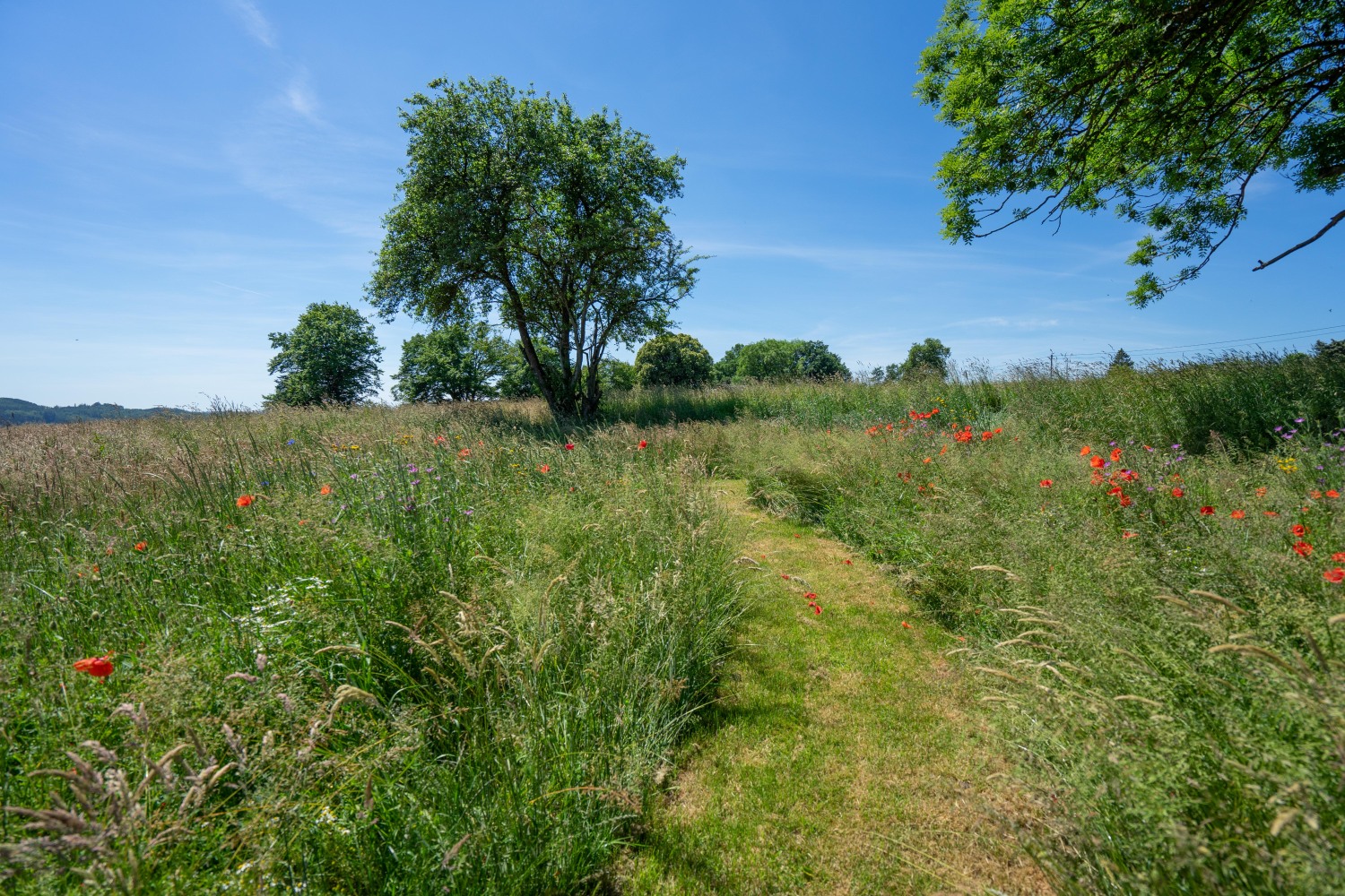 Arduenna Silva Web-08481.jpg