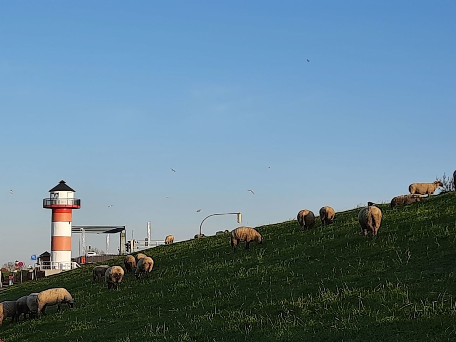 Leuchtturm mit Schaf 2.jpg