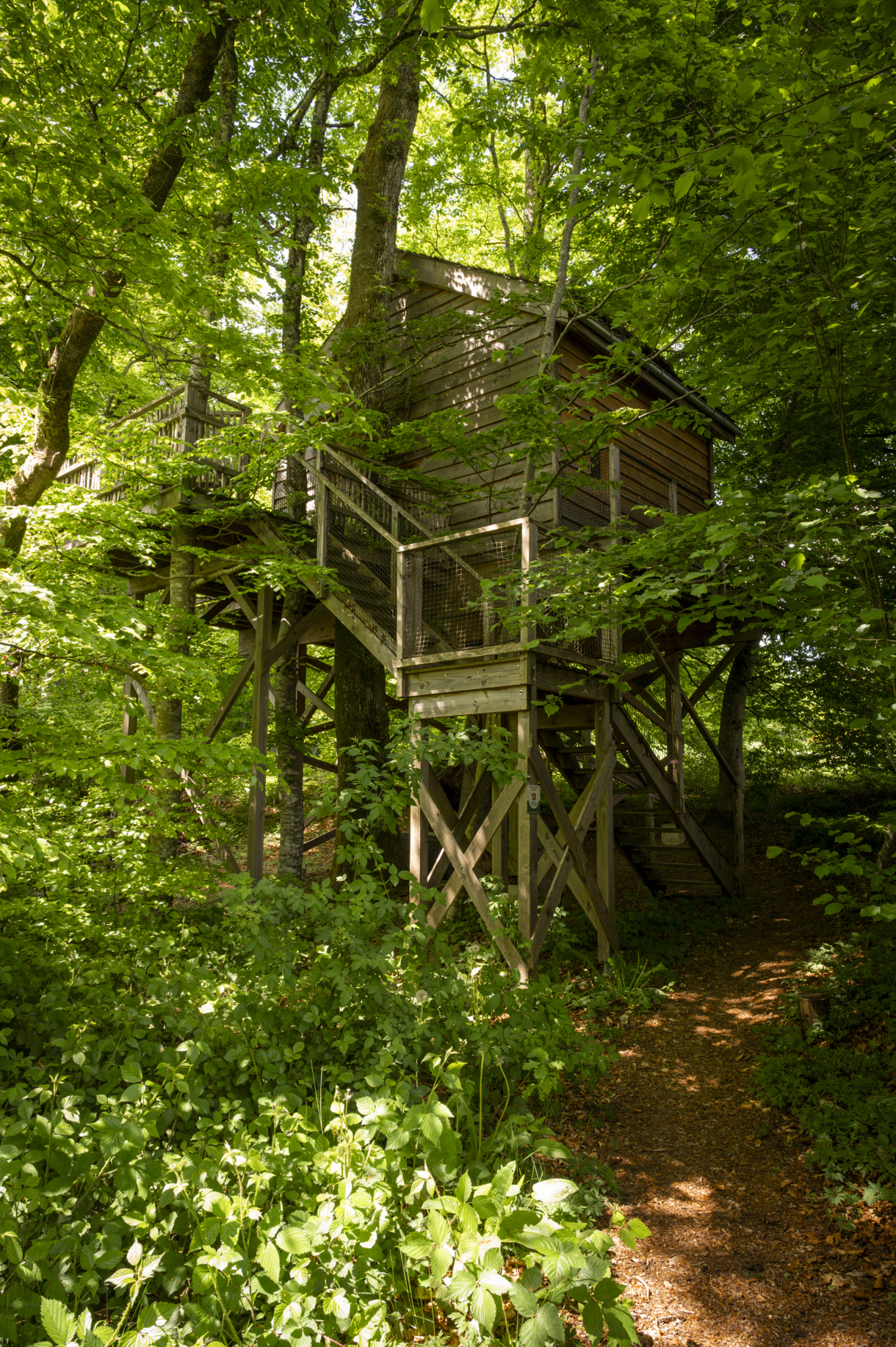 pat' de l'ours-4.JPG