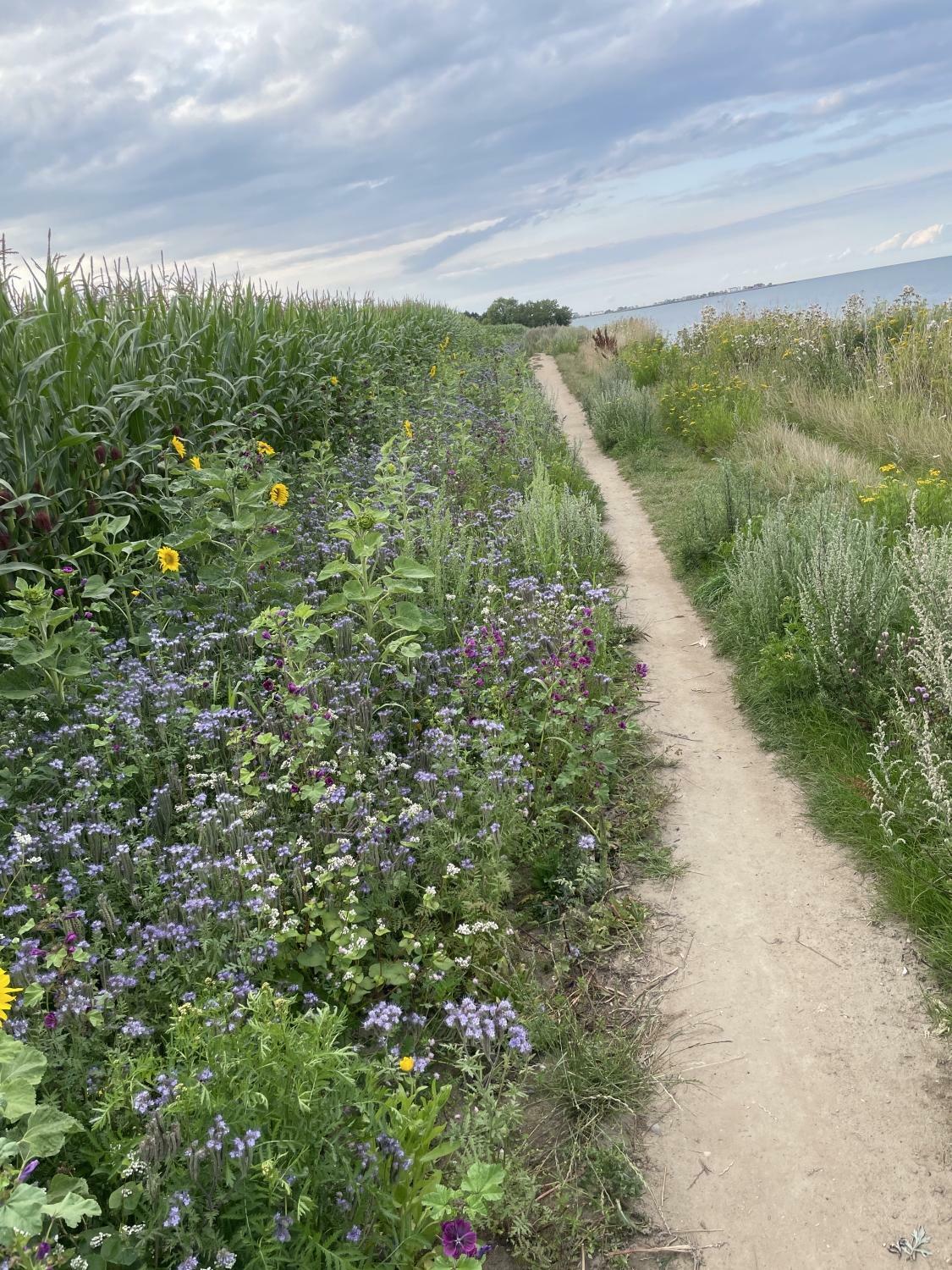 blühende Steilküste.JPG