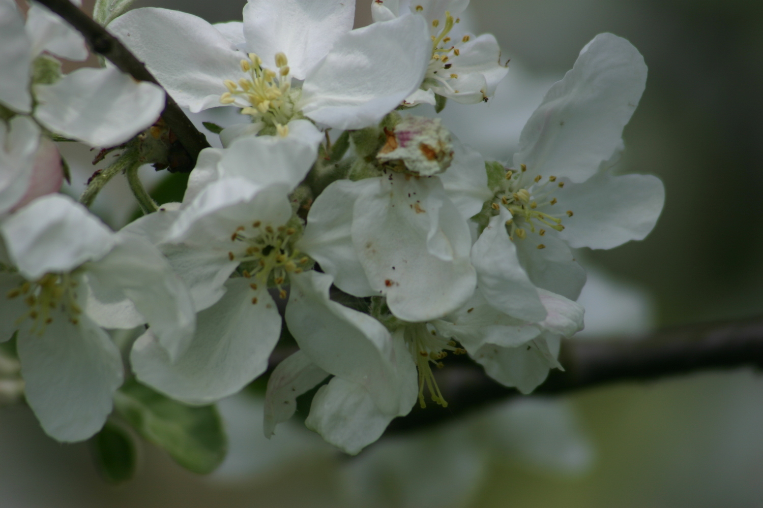 Bad_Schandau (55).JPG