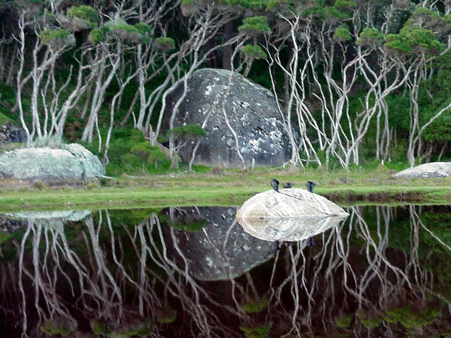 Reflections Tidal River Wilsons Promomtory.JPG