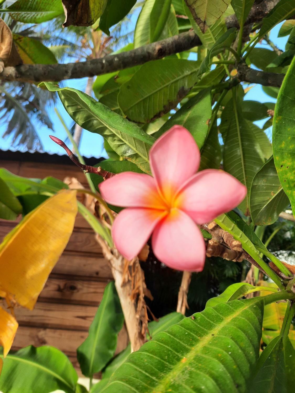 Fleur Frangipanier.jpg