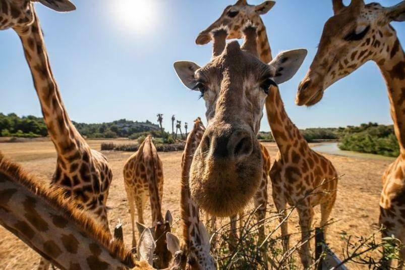 Réserve africaine de Sigean.jpg