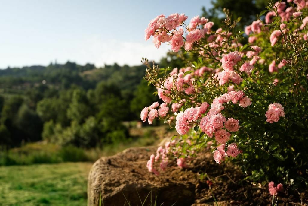 TERRE GIALLE ROSE.jpg