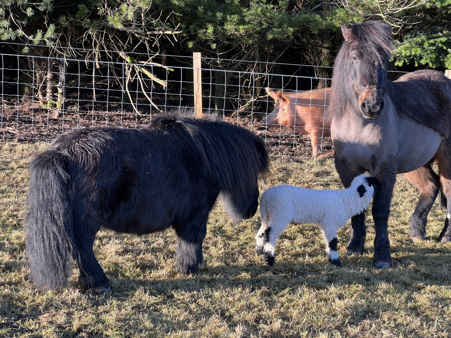 Ponies and Lamb.jpeg