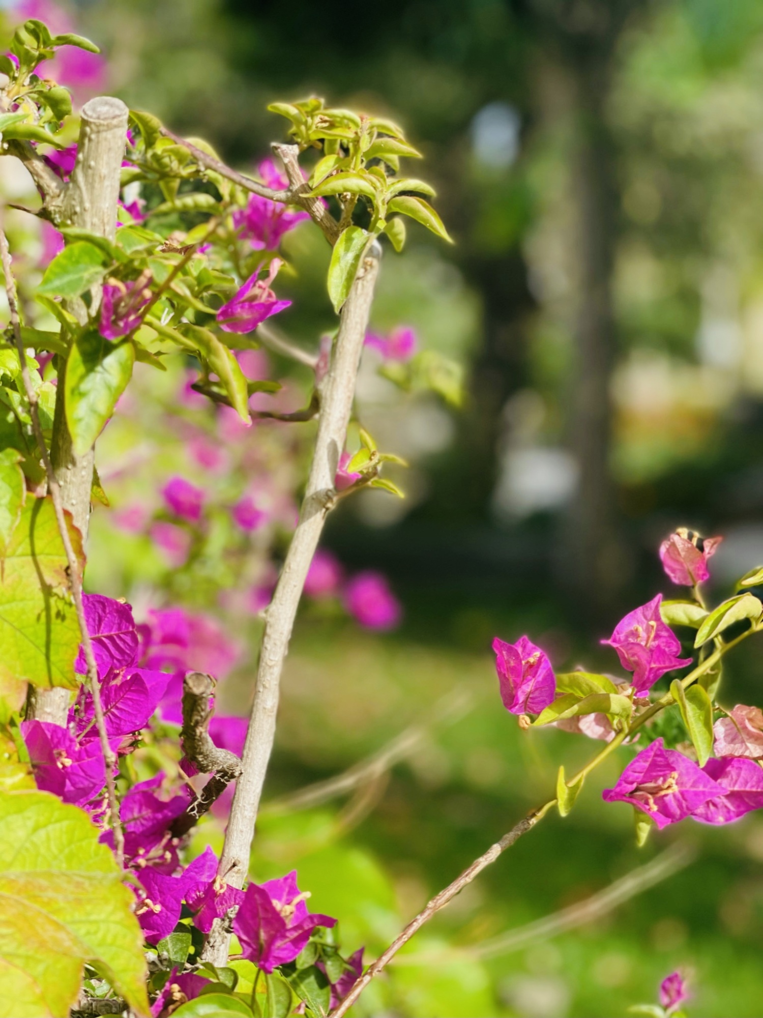 giardino fiori (7).JPEG