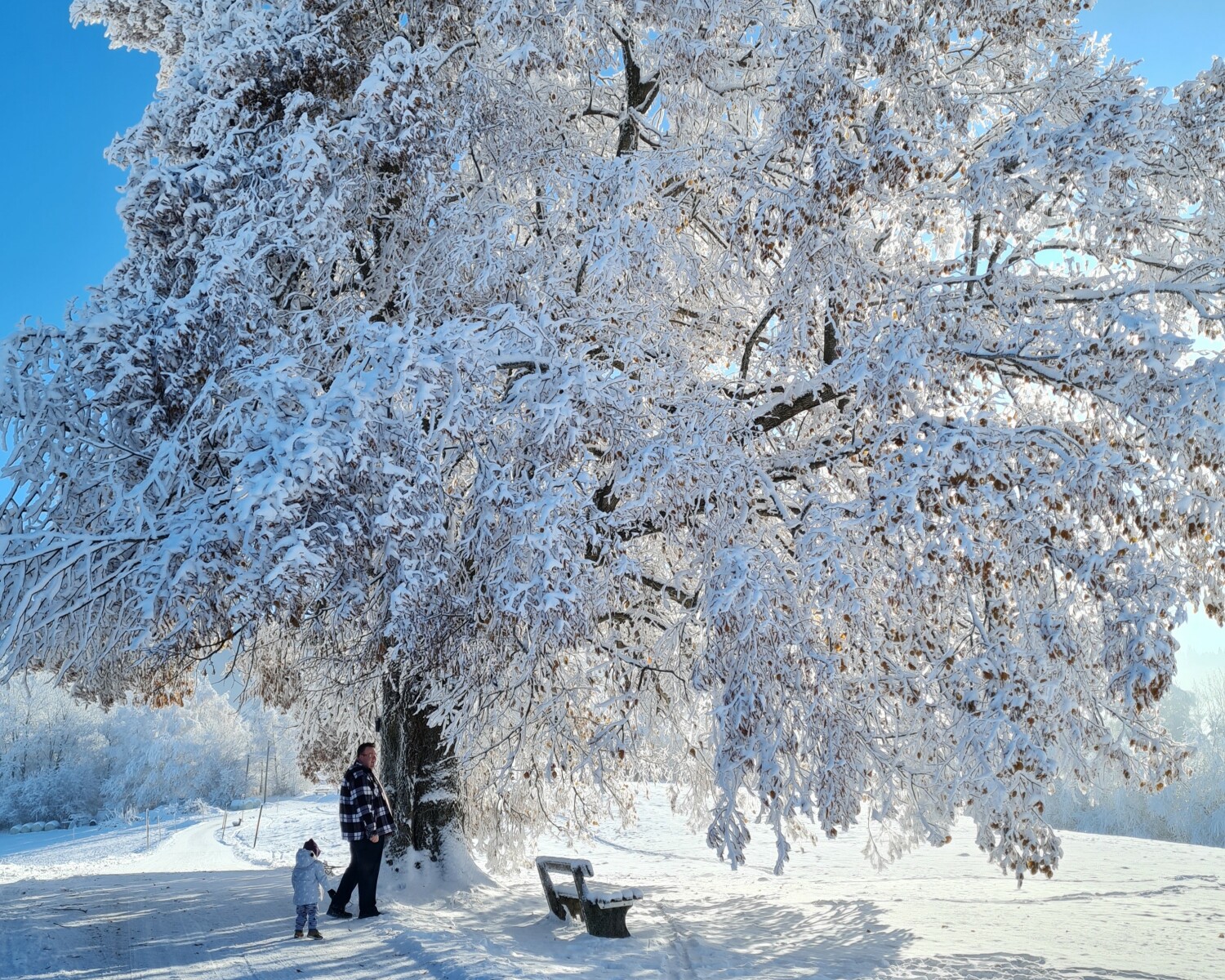 2022-12-18 Gotthelflinde 887m ü. NN.jpg