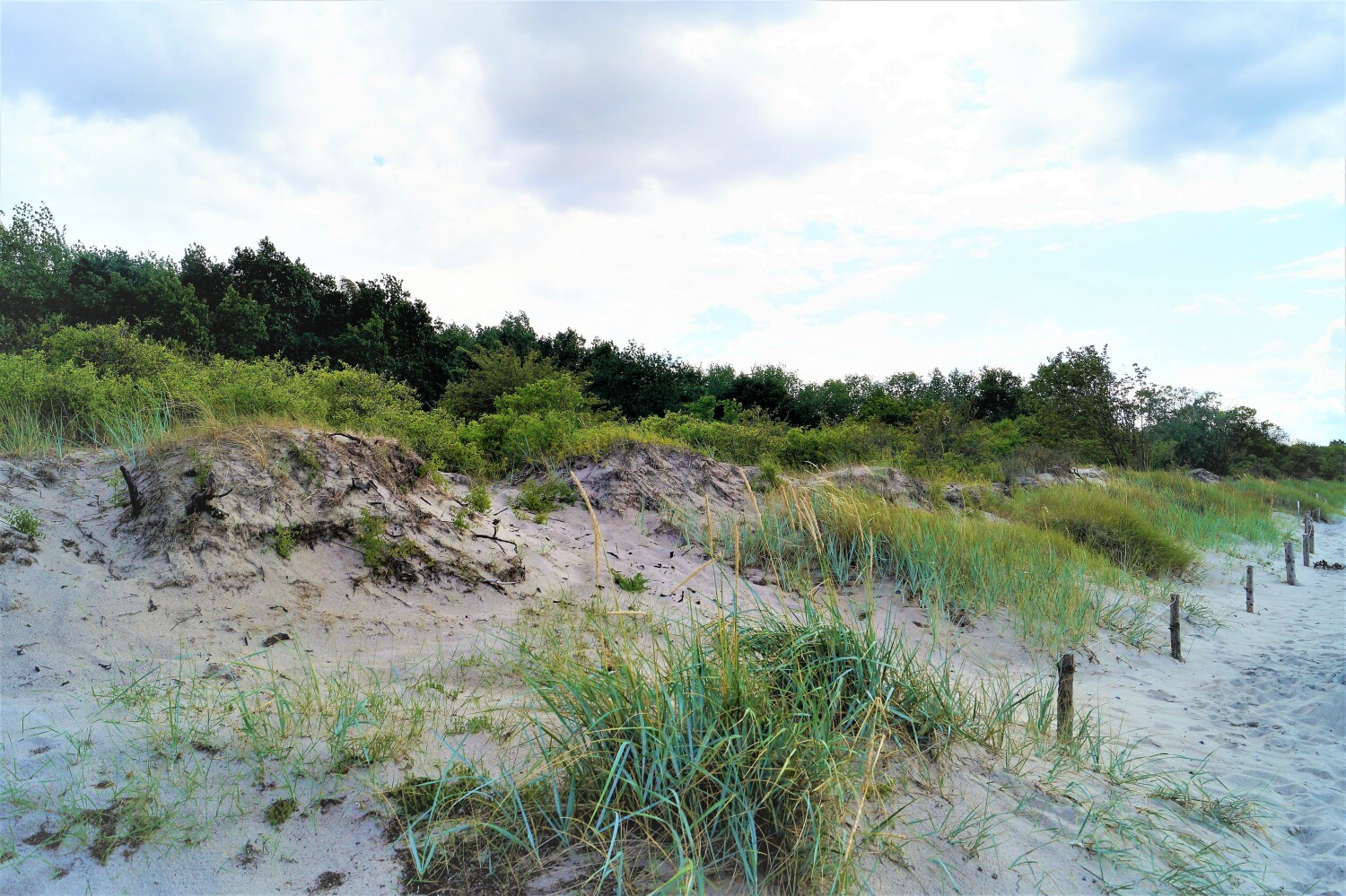 Dünen am Strand_final.jpg