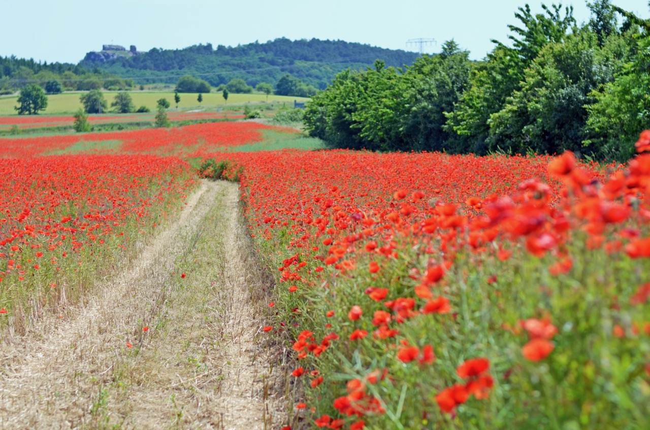 Blick zum Regenstein.jpg
