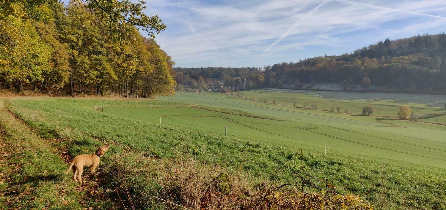 Hund Spaziergang.jpg