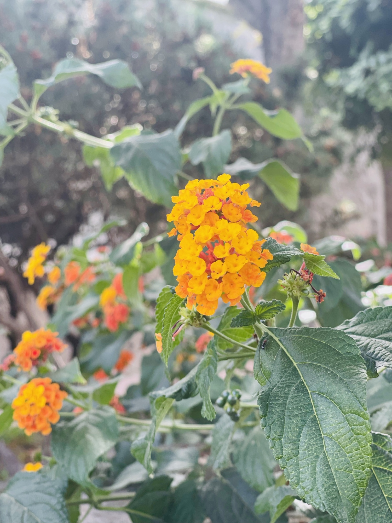 giardino fiori (4).JPEG