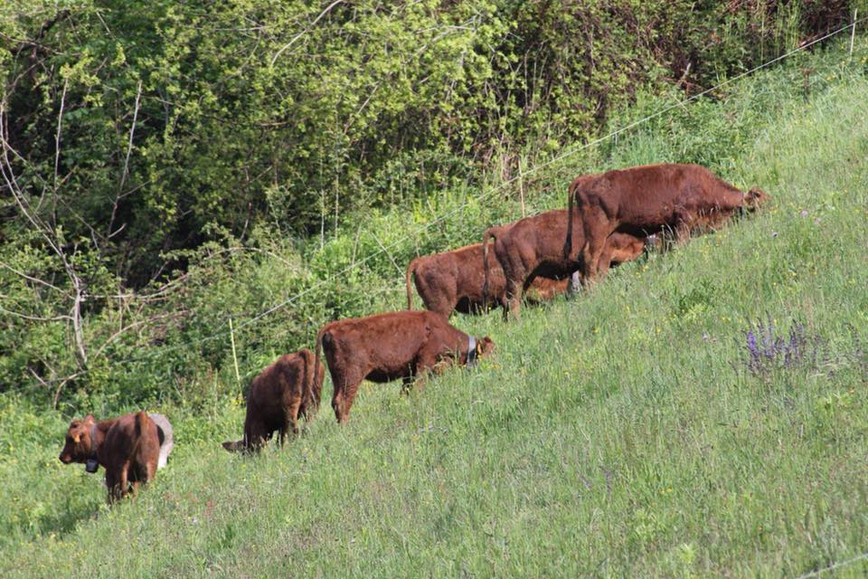 60013432_389977538524479_824452215514071040_n - Copie.jpg