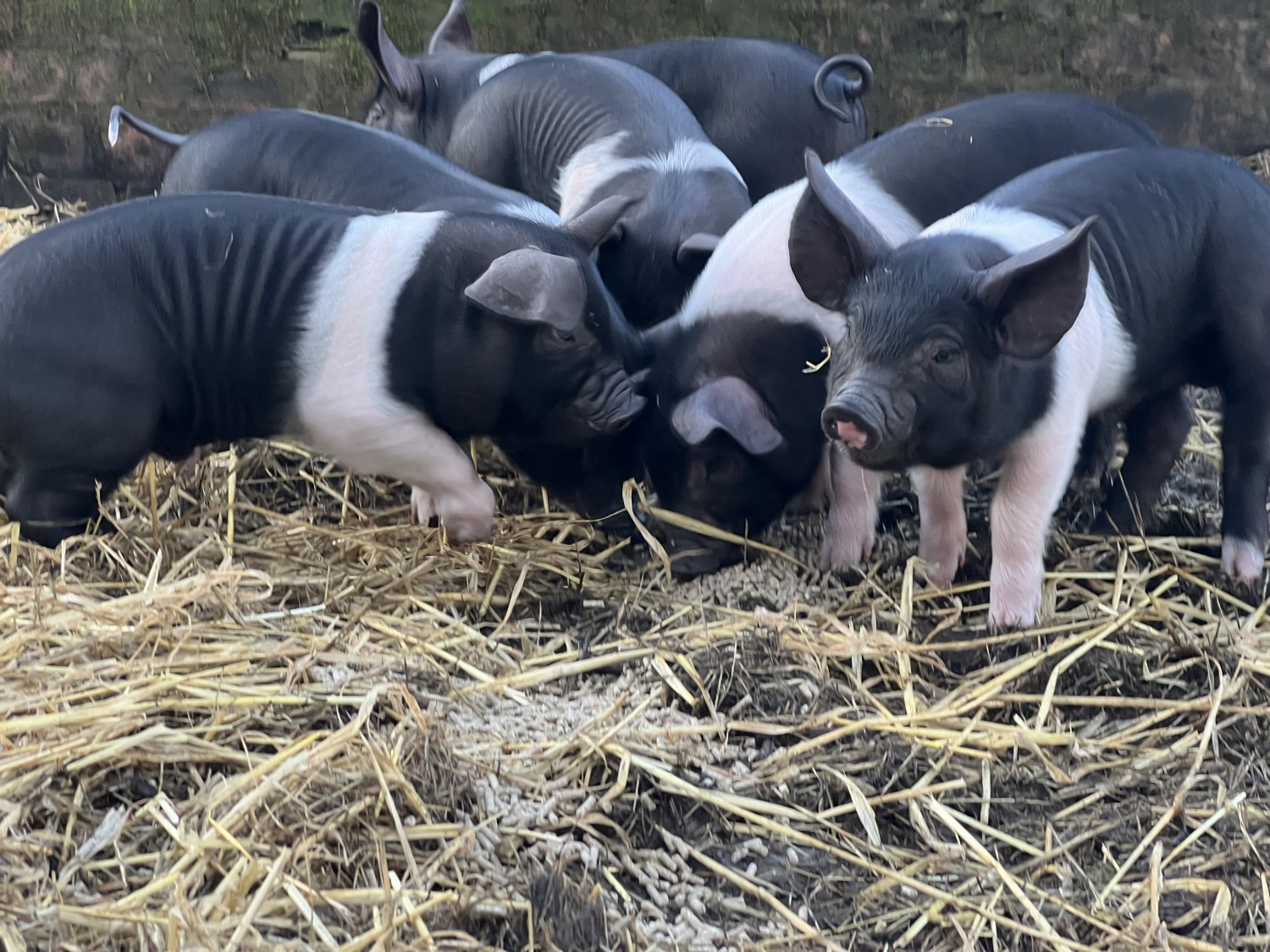 Piglets.jpeg