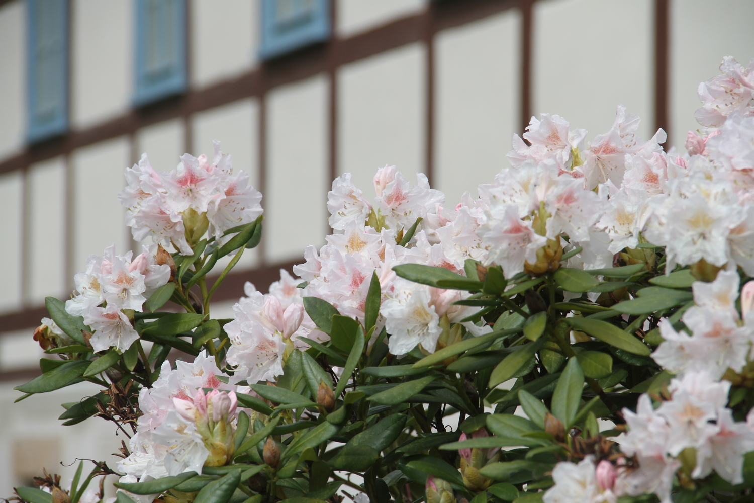 Rhododendron mit Felsenkeller Bielatal.JPG