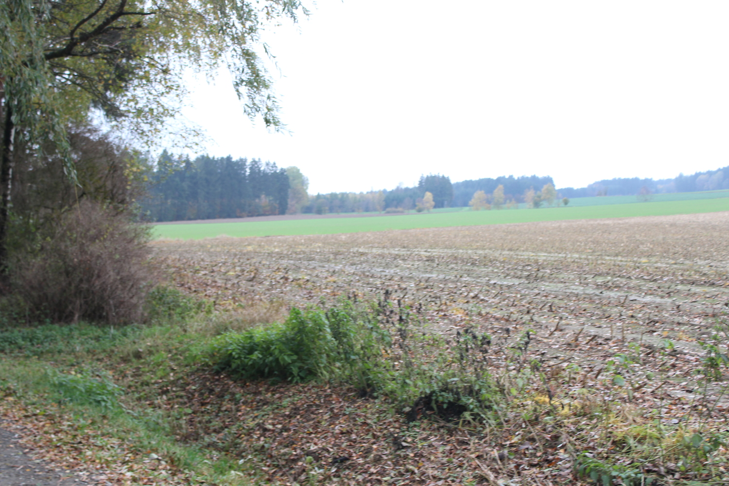 Natur Tanna (10).JPG