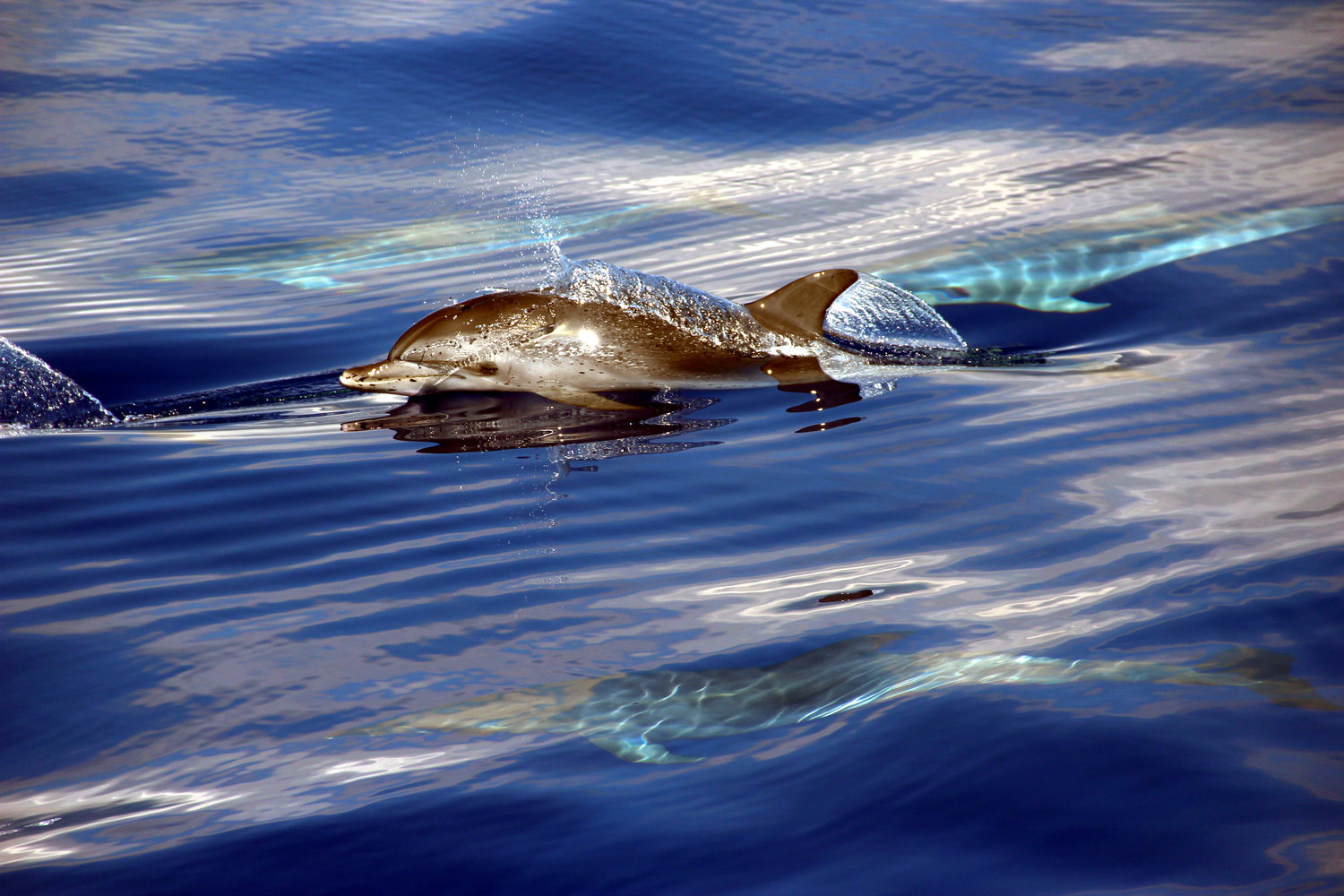 Madeira-Catamaran-Dolphin.JPG