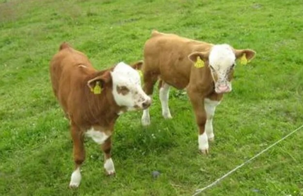 Screenshot 2024-09-19 214350.jpg