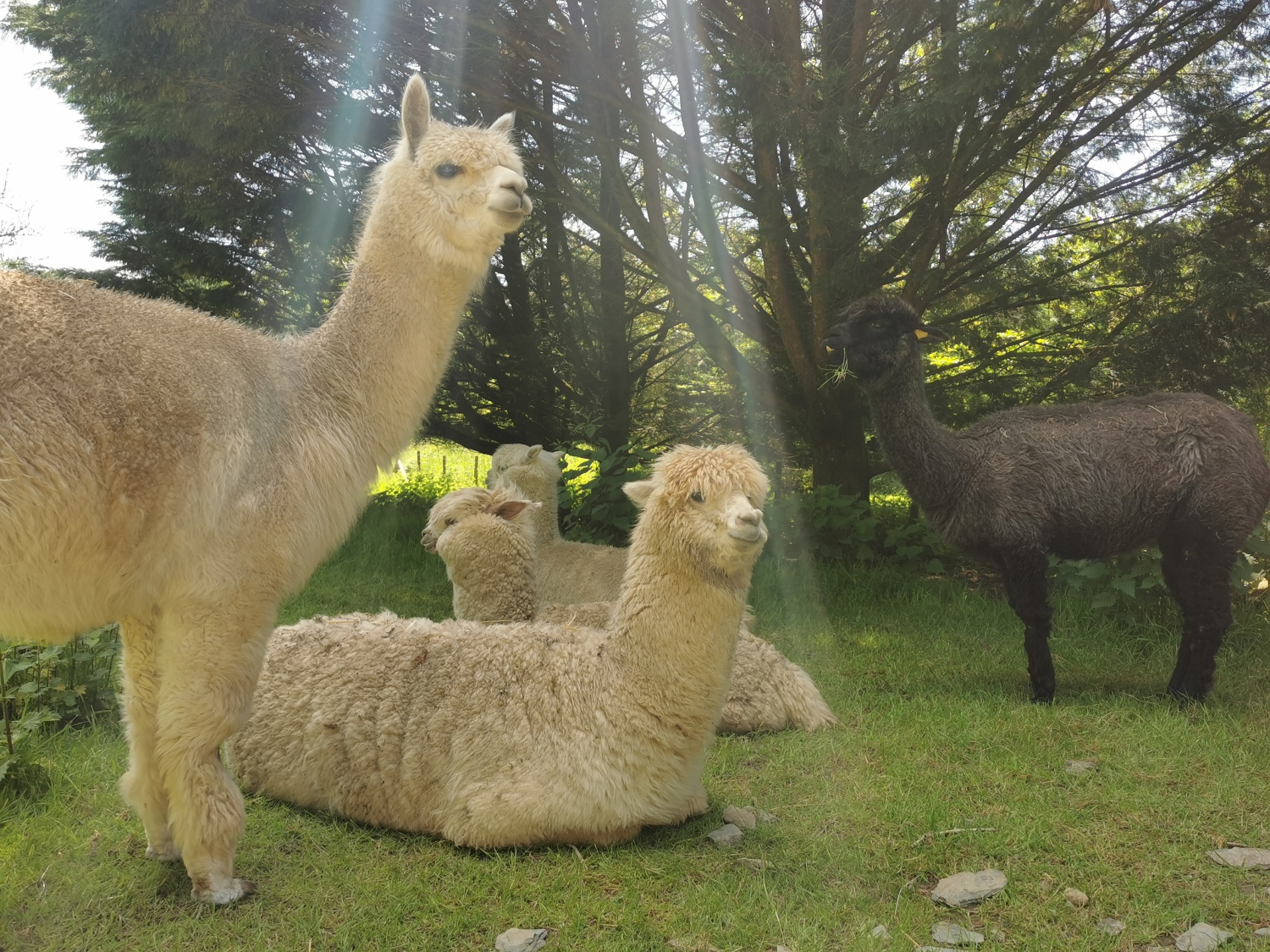 alpacas.jpg