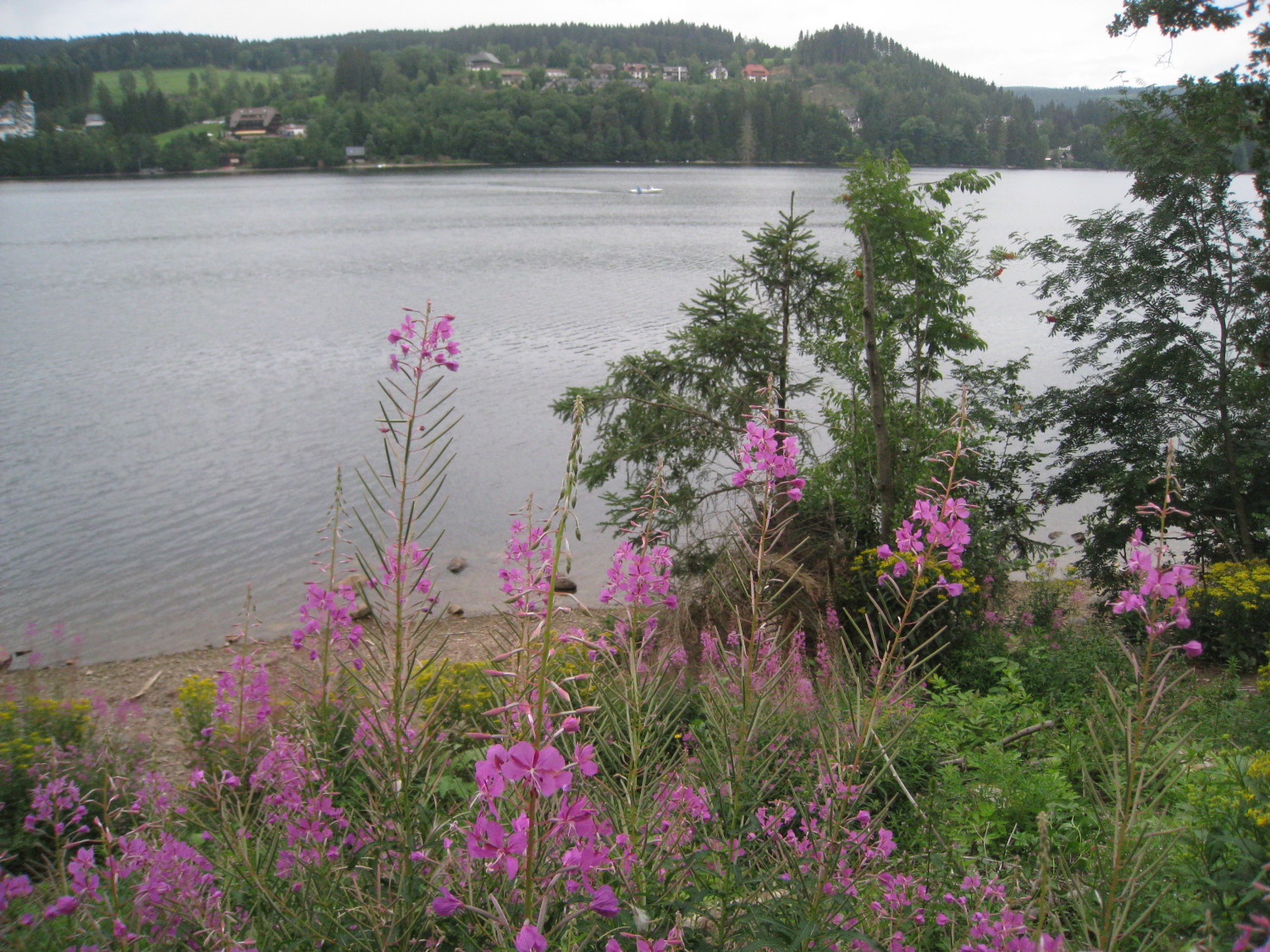 Titisee 016.jpg