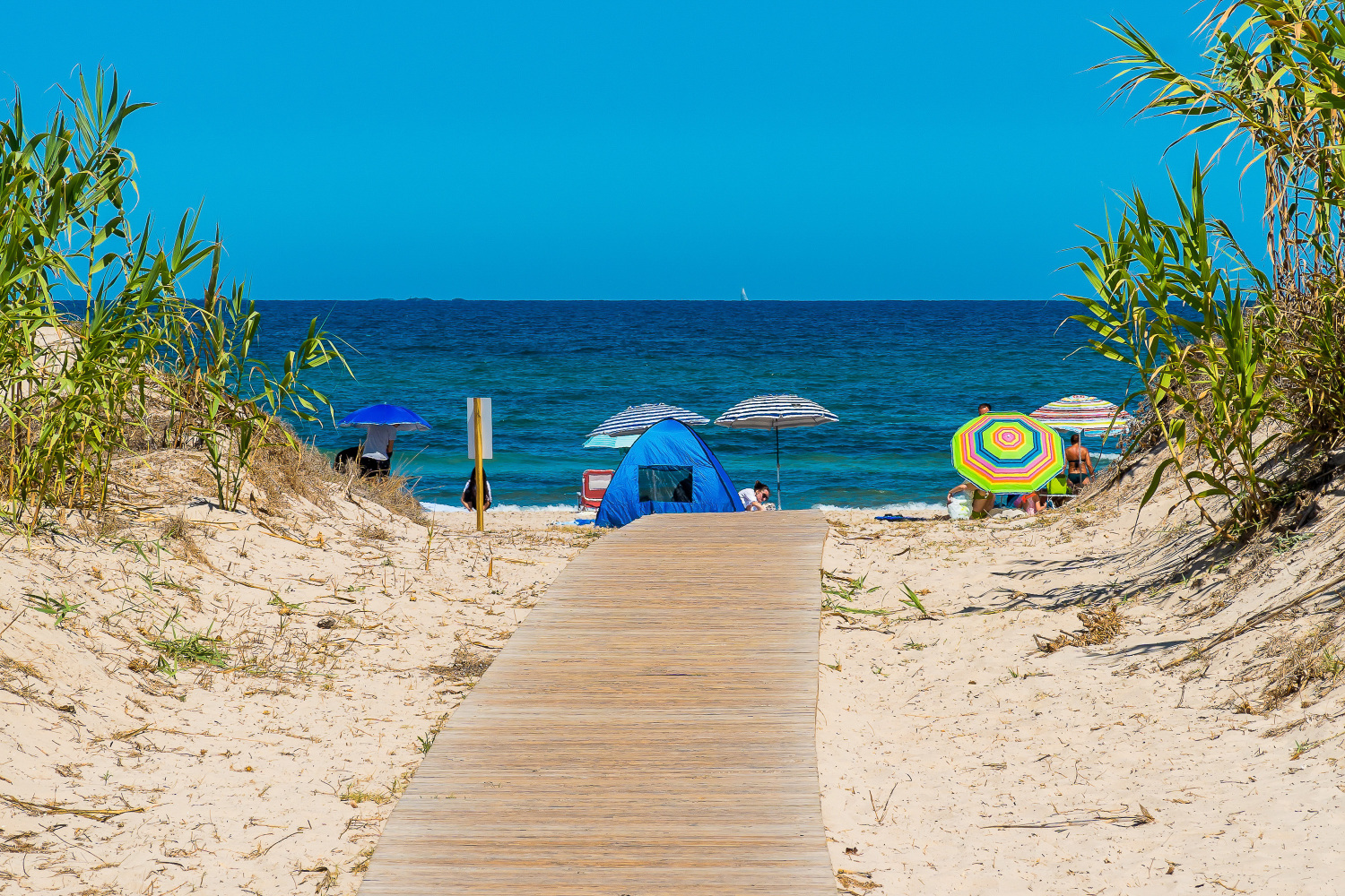 Gladiolo 52 - Pilar de Horadada (56).jpg