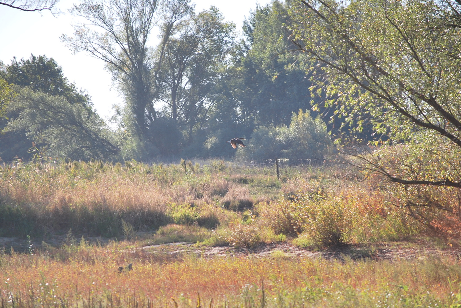 Ente im Tiefflug.JPG