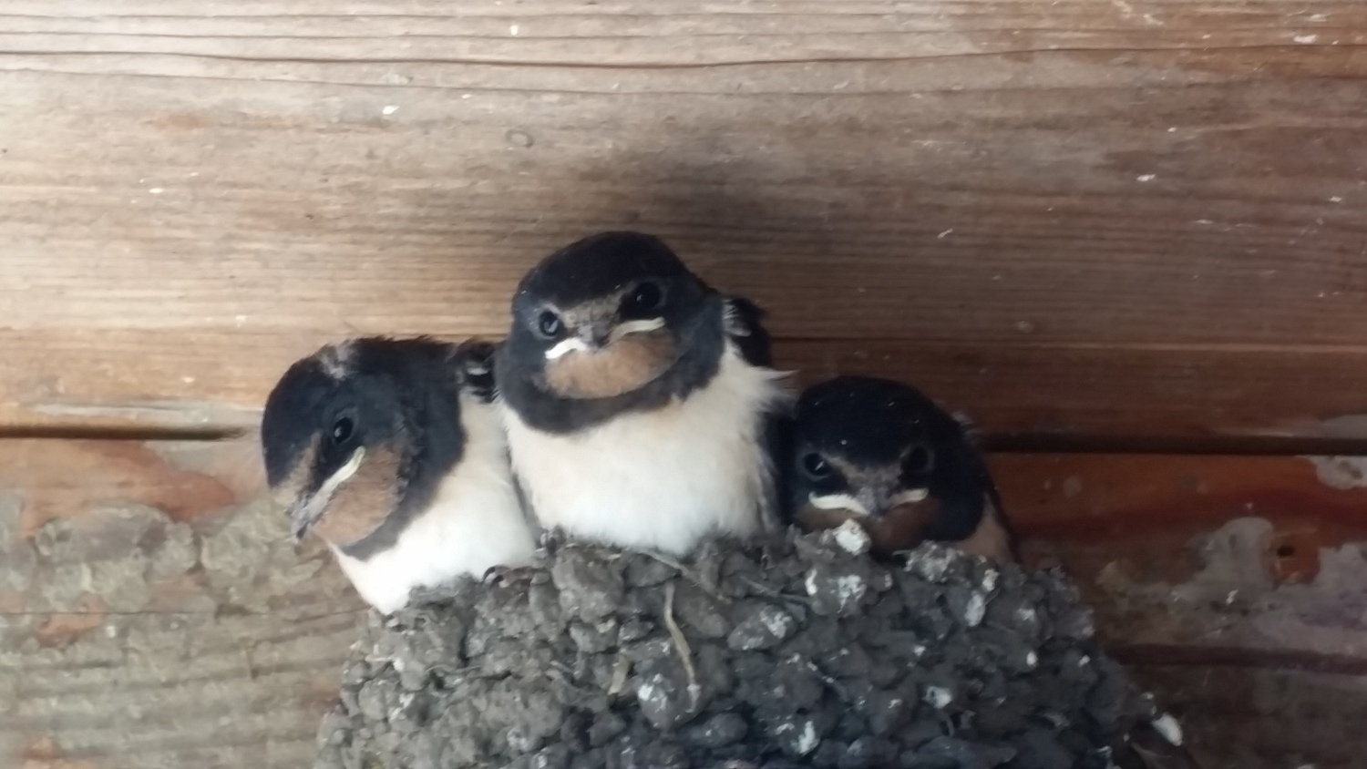 2 Stammgäste.jpg.jpg