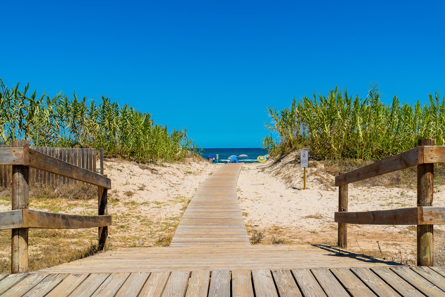 Gladiolo 52 - Pilar de Horadada (55).jpg