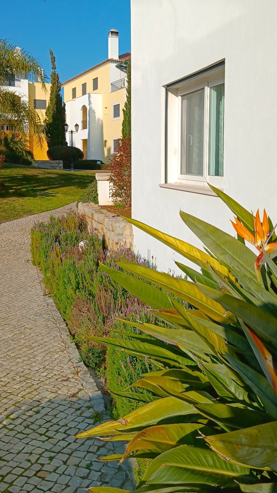 Birds of Paradise.jpeg