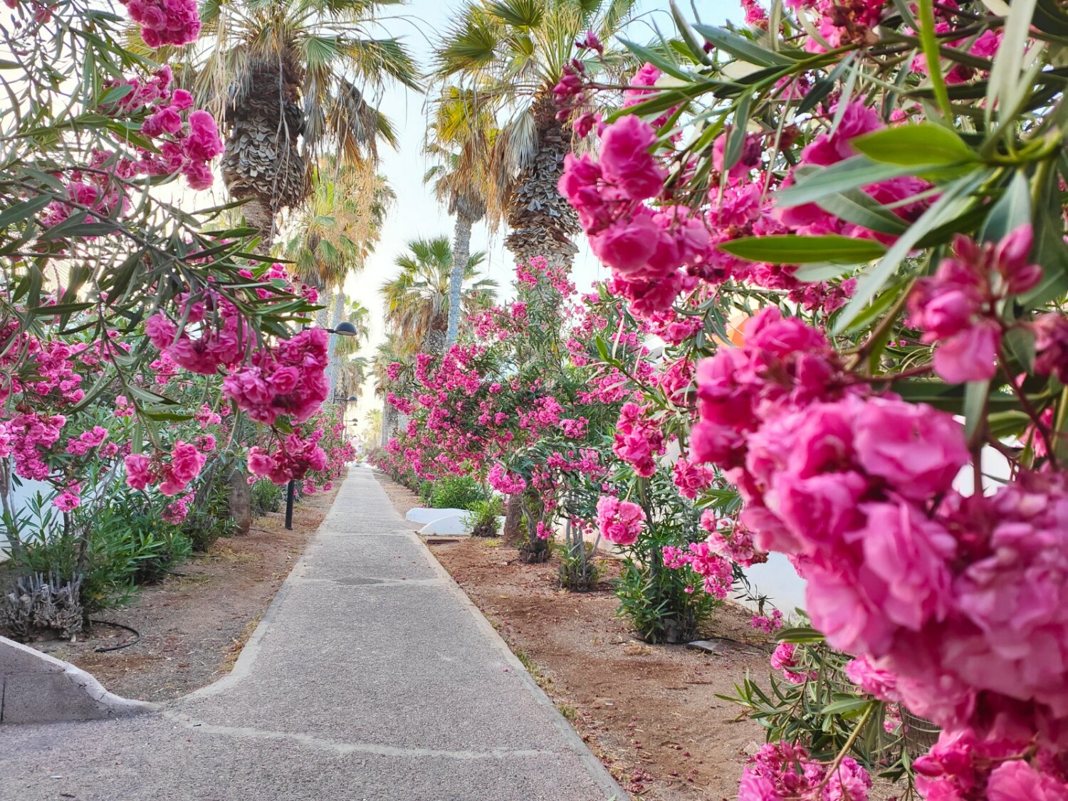 Copia de IMG20230511080612.jpg