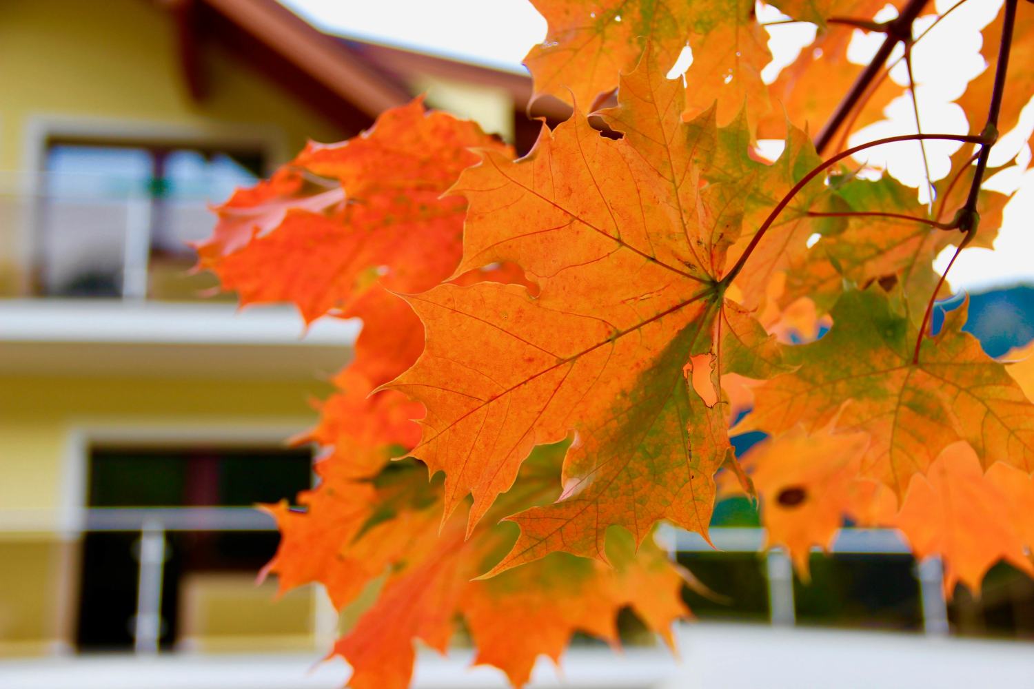 17 Apartments Davydov Sommer Winter Aussicht Ferienwohnung Appartement Bad Hofgastein Gastein Salzburg.jpg