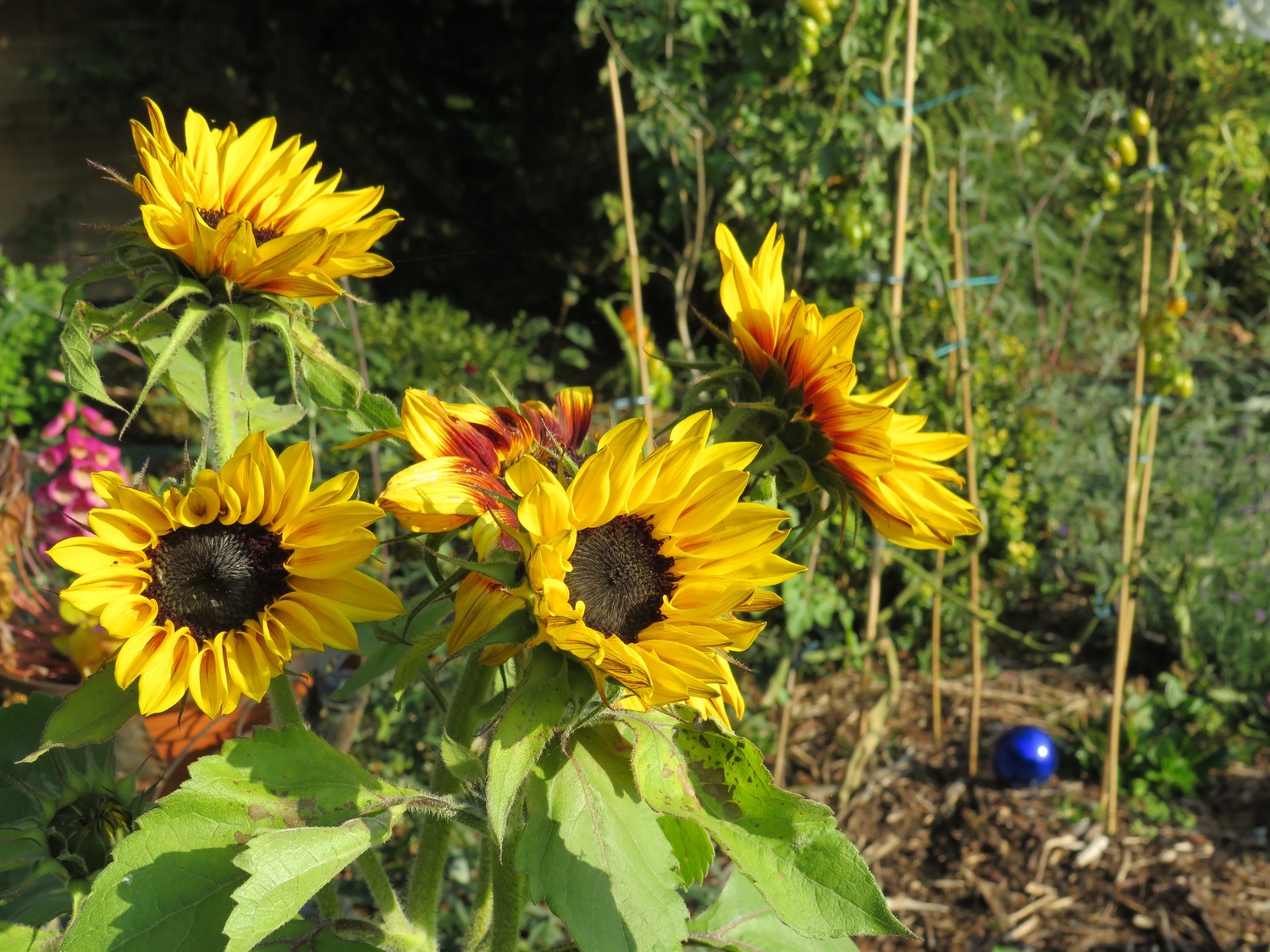1 Gartenimpressionen Landhaus Maltzien.jpg.jpg