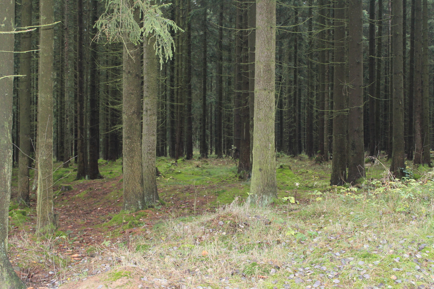 Natur Tanna (14).JPG