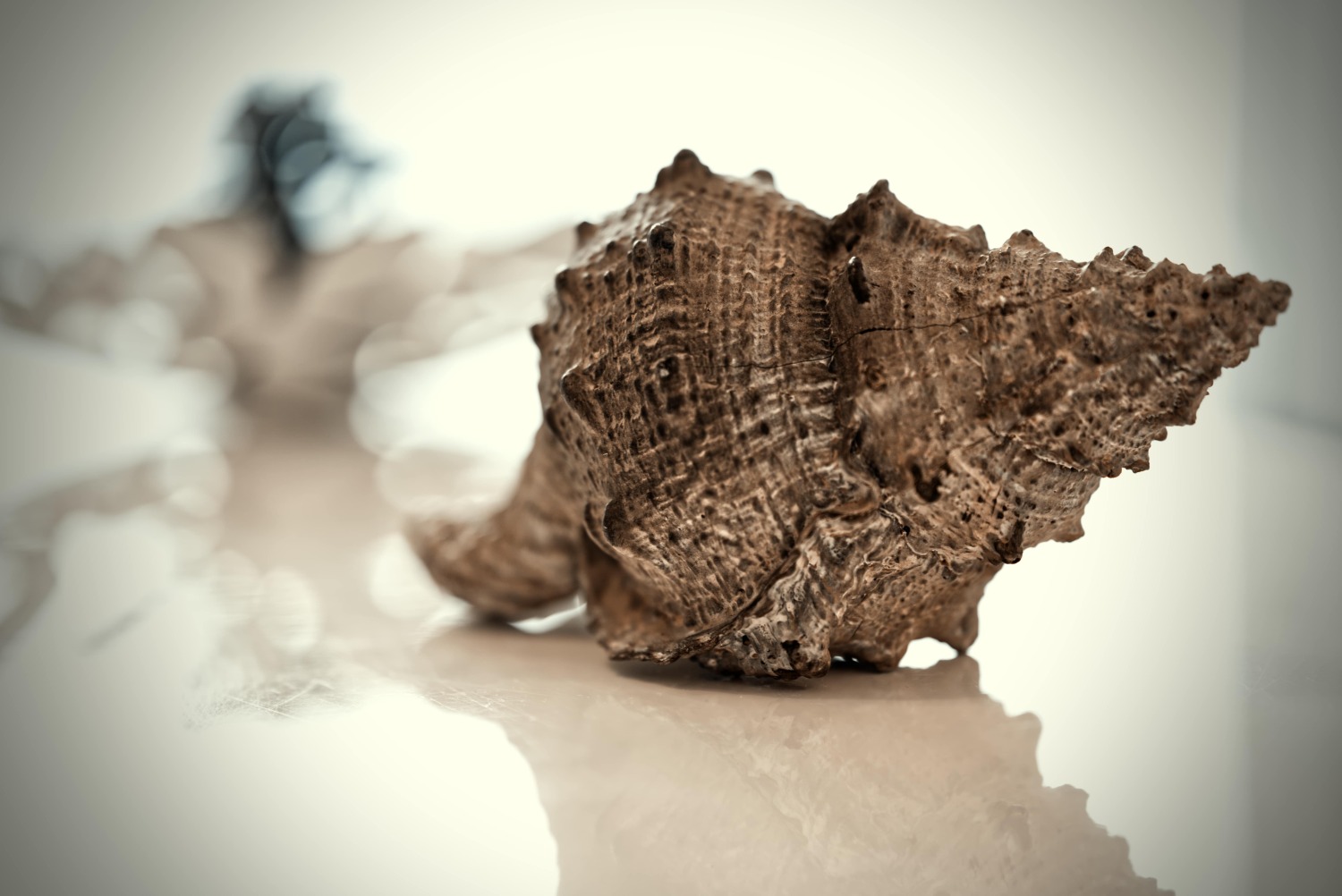 Die Muschel_02-min.jpg