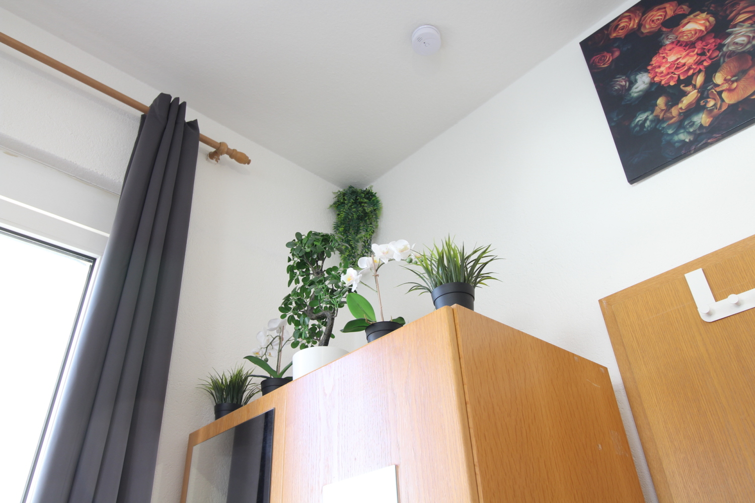 2023-06-25 - plants-a_b.jpg