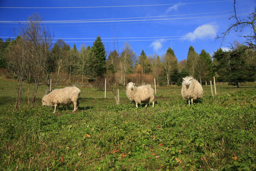 Schafe auf der Wiese.jpg