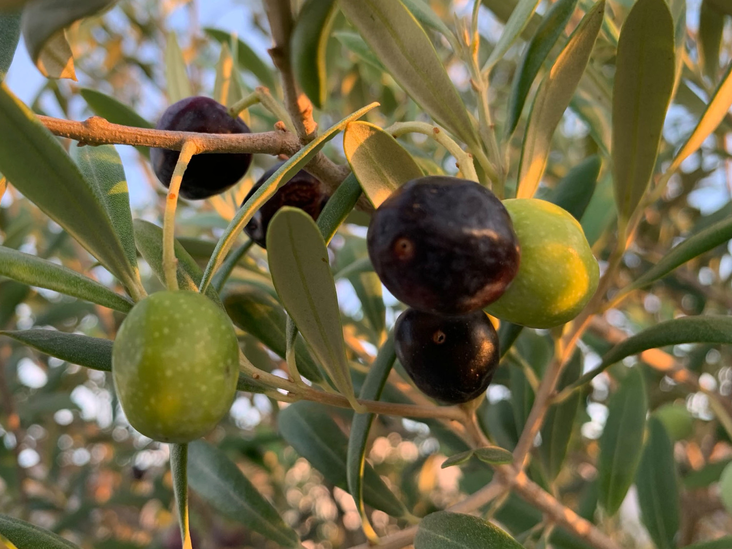 Oliven lll.jpg