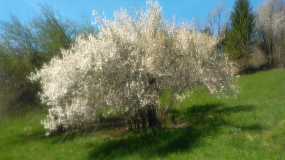 57592723_10218309499146142_459797453290340352_n - Copie.jpg