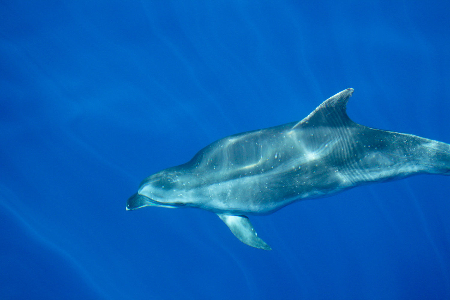 Madeira-Dolphins.jpg
