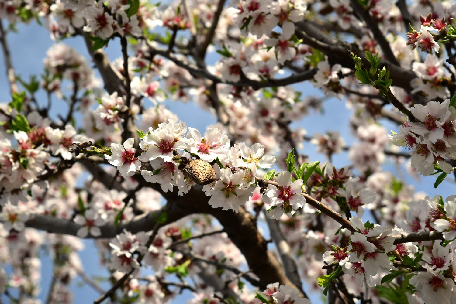 16 Blüten mit Mandel Feb 22 Stefan Sieg.JPG