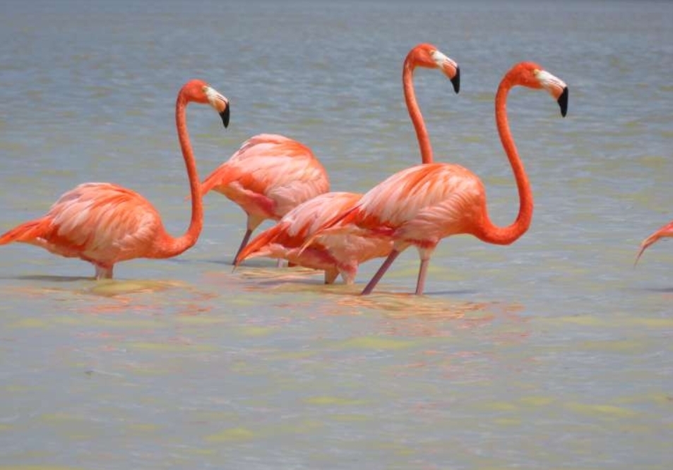 Flamingos.jpg