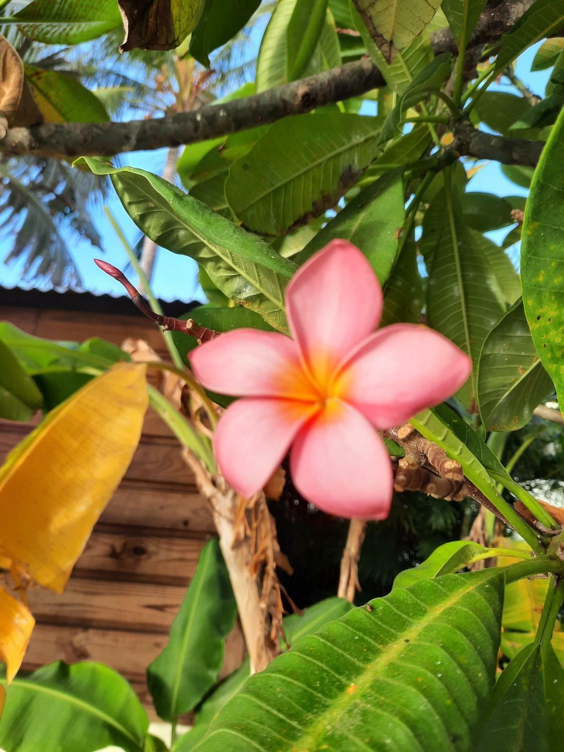 Fleur Frangipanier.jpg