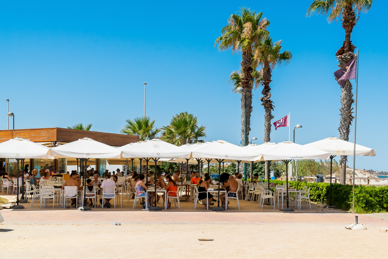 Gladiolo 52 - Pilar de Horadada (52).jpg